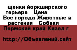 щенки йоркширского терьера › Цена ­ 20 000 - Все города Животные и растения » Собаки   . Пермский край,Кизел г.